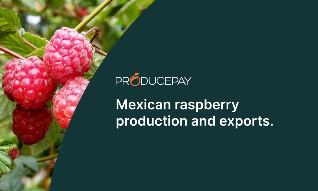 mexican-raspberry-production