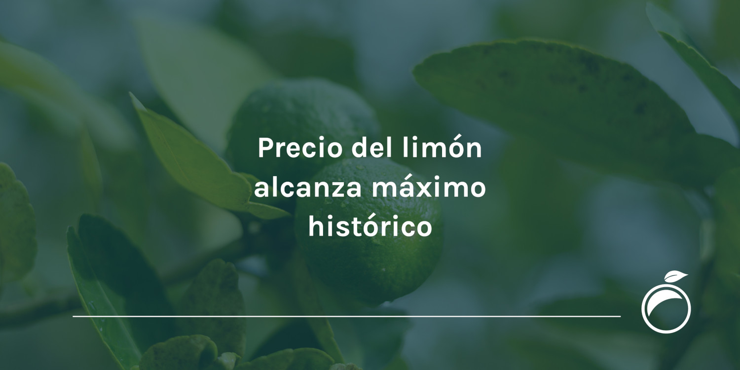 Precio-del-limon-alcanza-maximo-historico