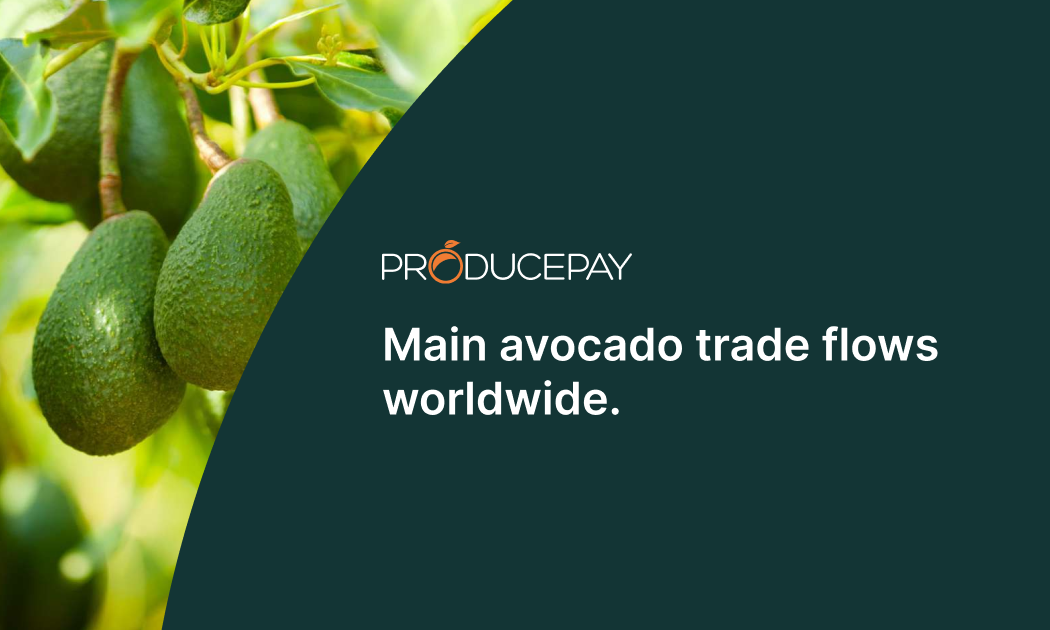main-avocado-trade