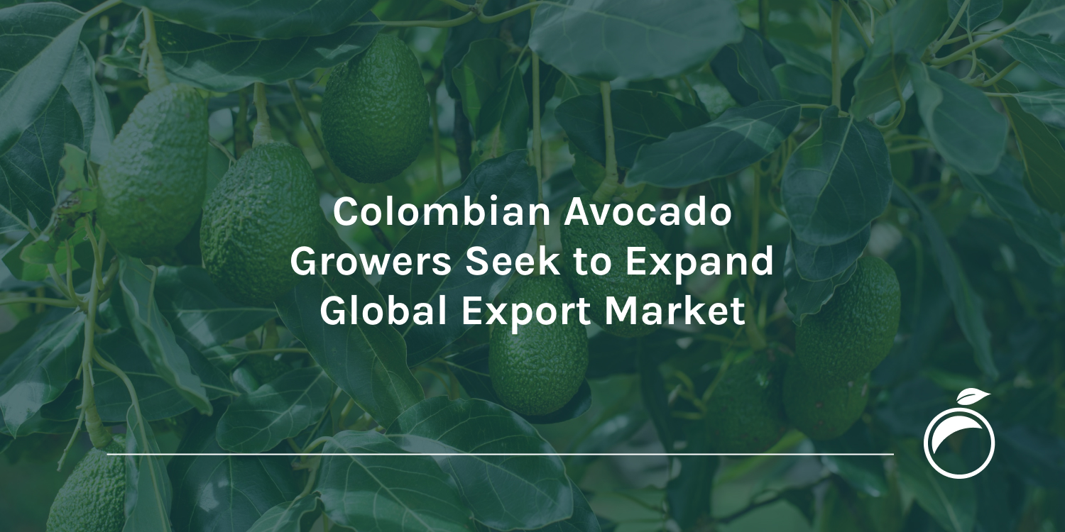 Colombian Avocado Growers Seek to Expand Global Export Market