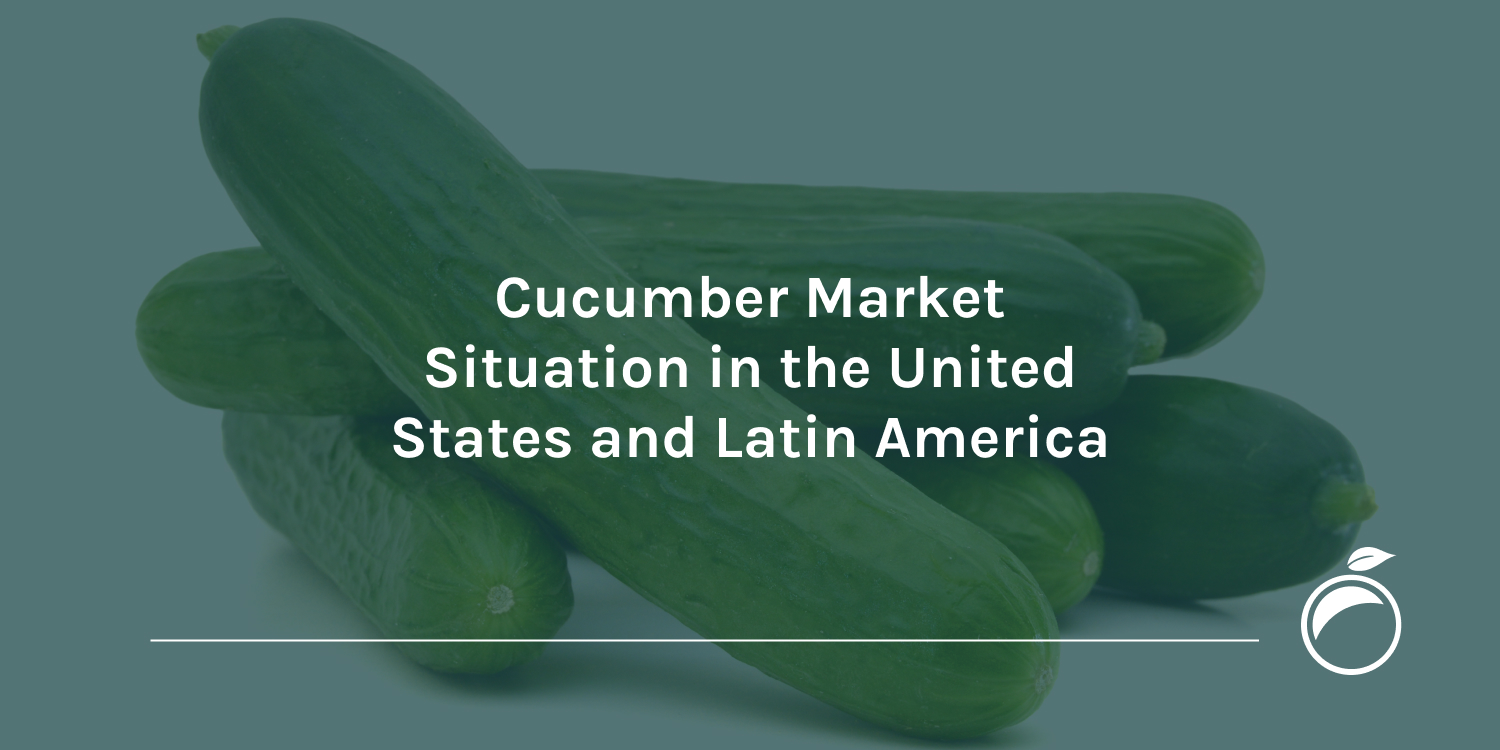 Cucumber Market Situation in the United States and Latin America