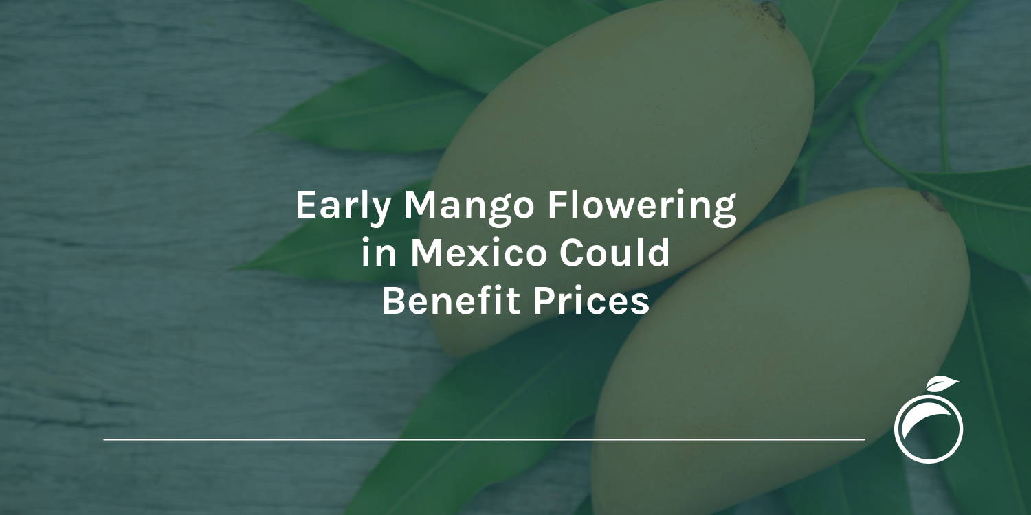 Early Mango Flowering in Mexico Could Benefit Prices