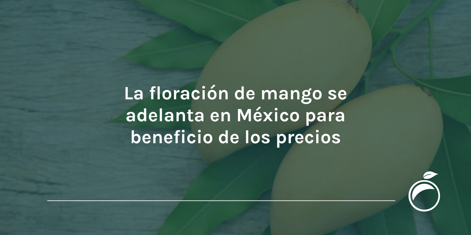 La floración de mango se adelanta en México para beneficio de los precios
