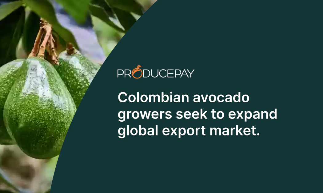colombian-avocado-growers