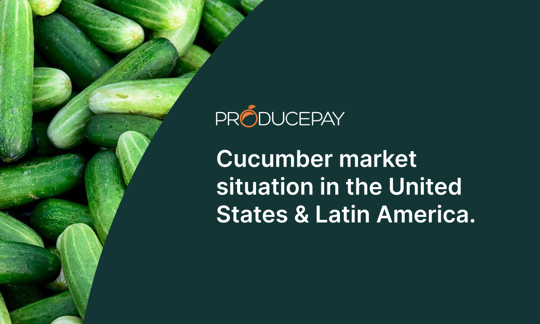 cucumber-market-situation