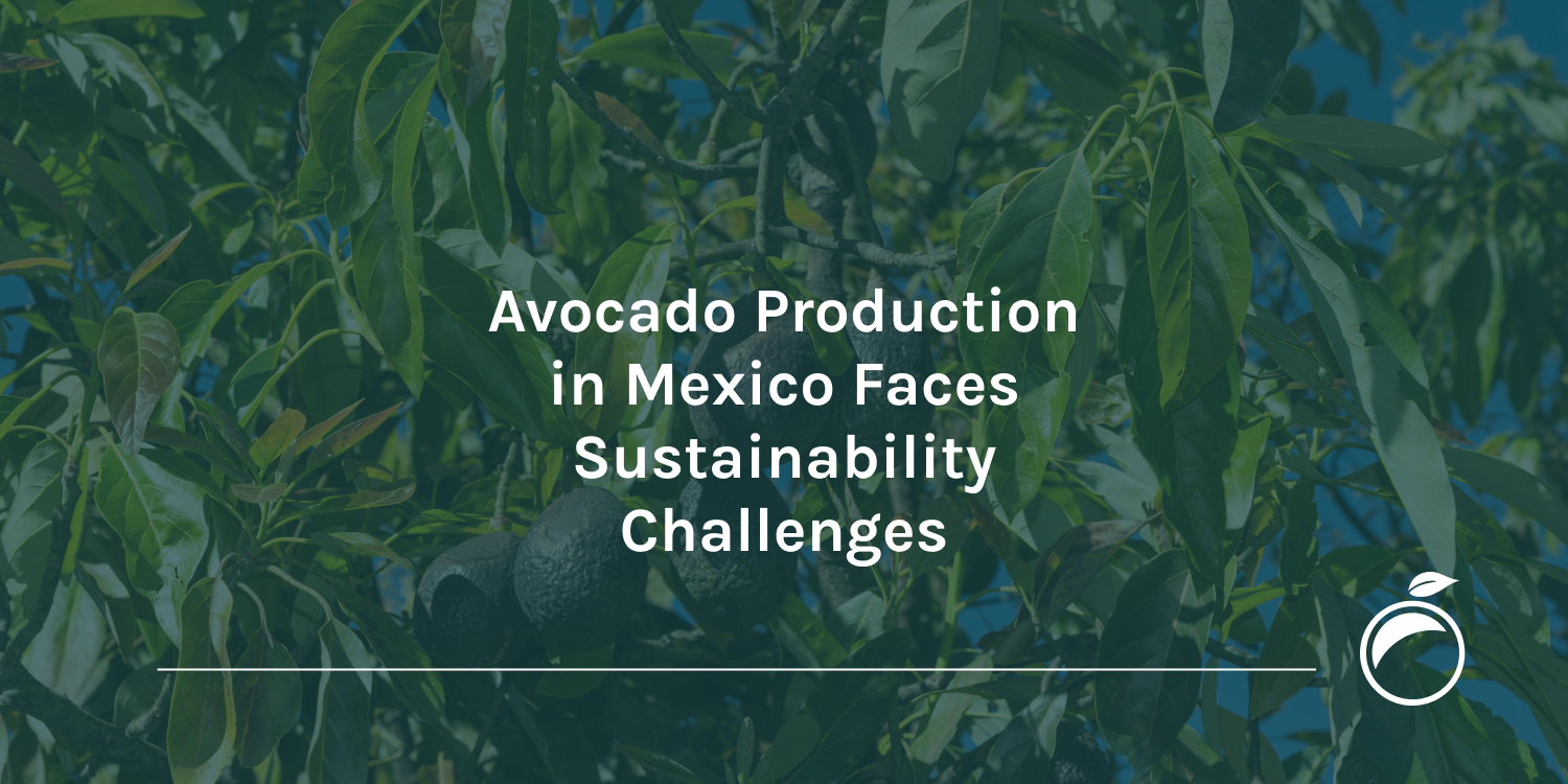 Avocado-Production-in-Mexico-Faces-Sustainability-Challenges_Header