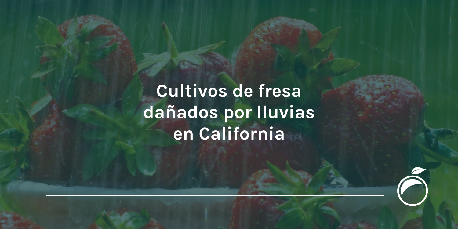 Cultivos de fresa dañados por lluvias en California