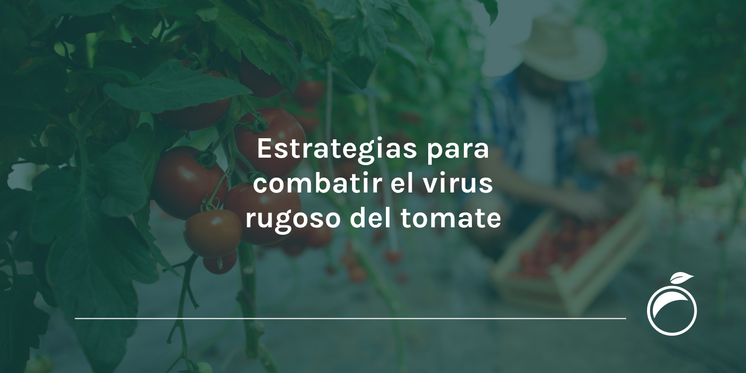 Estrategias para combatir el virus rugoso del tomate