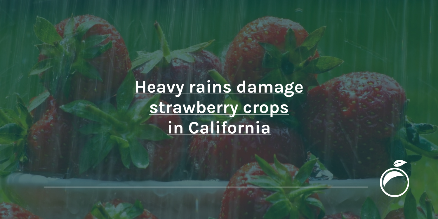 Heavy-rains-damage-strawberry-crops-in-California_Header