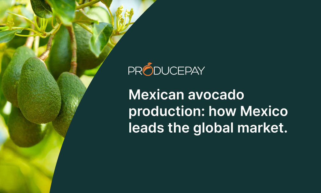 mexican-avocado-production