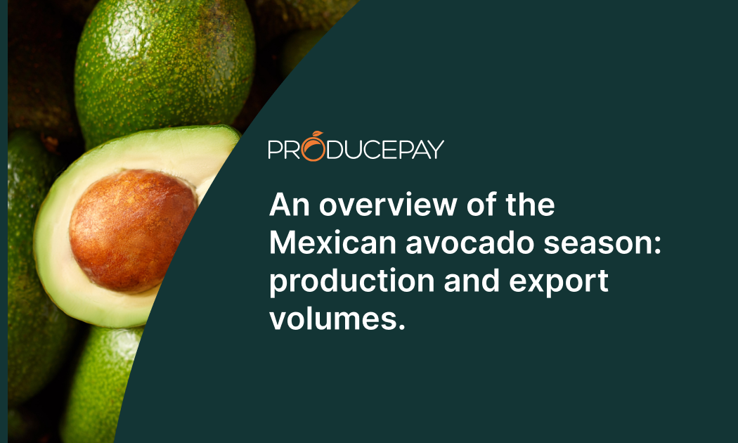 mexican-avocado-season