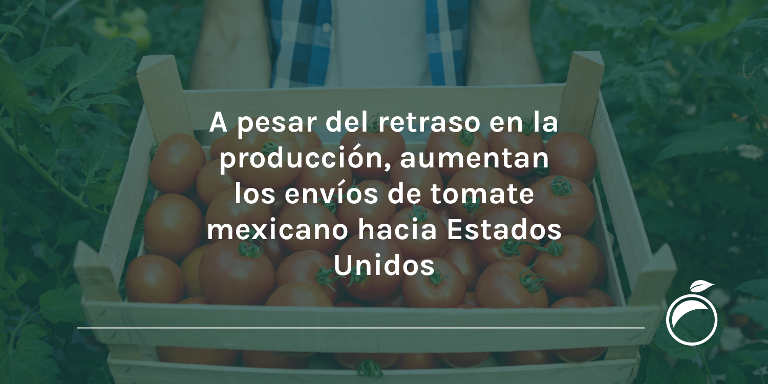 A pesar del retraso en la producción, aumentan los envíos de tomate mexicano hacia Estados Unidos