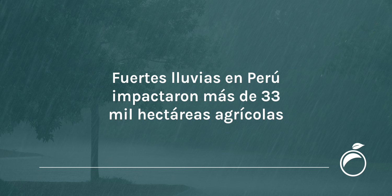 Fuertes lluvias en Perú impactaron más de 33 mil hectáreas agrícolas