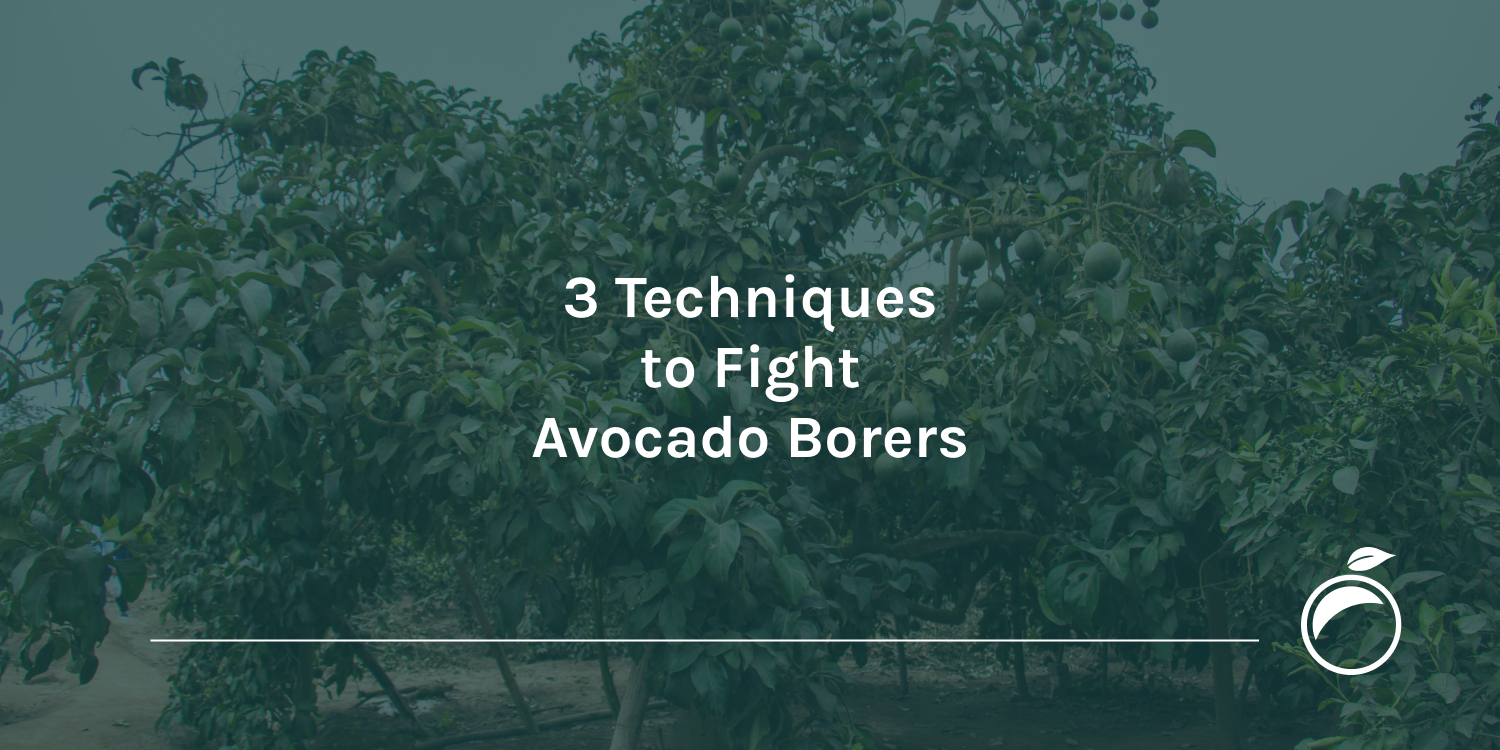 3 Techniques to Fight Avocado Borers