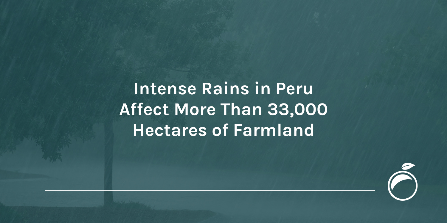 Intense-Rains-in-Peru-Affect-More-Than-33000-Hectares-of-Farmland