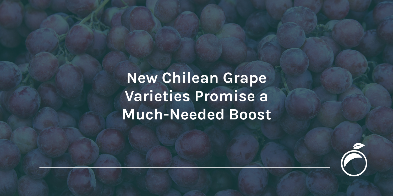 New-Chilean-Grape-Varieties-Promise-a-Much-Needed-Boost