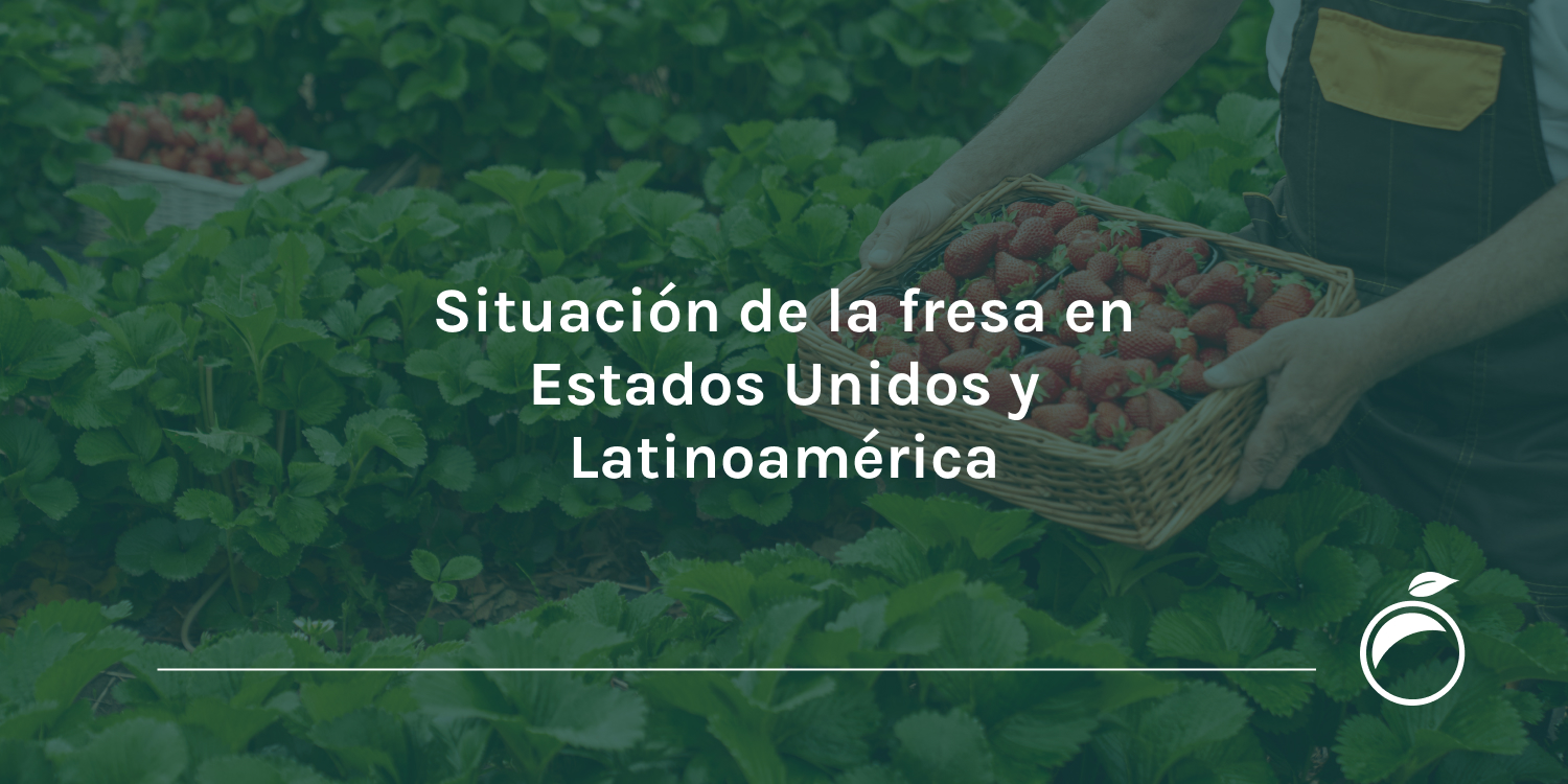 Situación de la fresa en Estados Unidos y Latinoamérica ProducePay