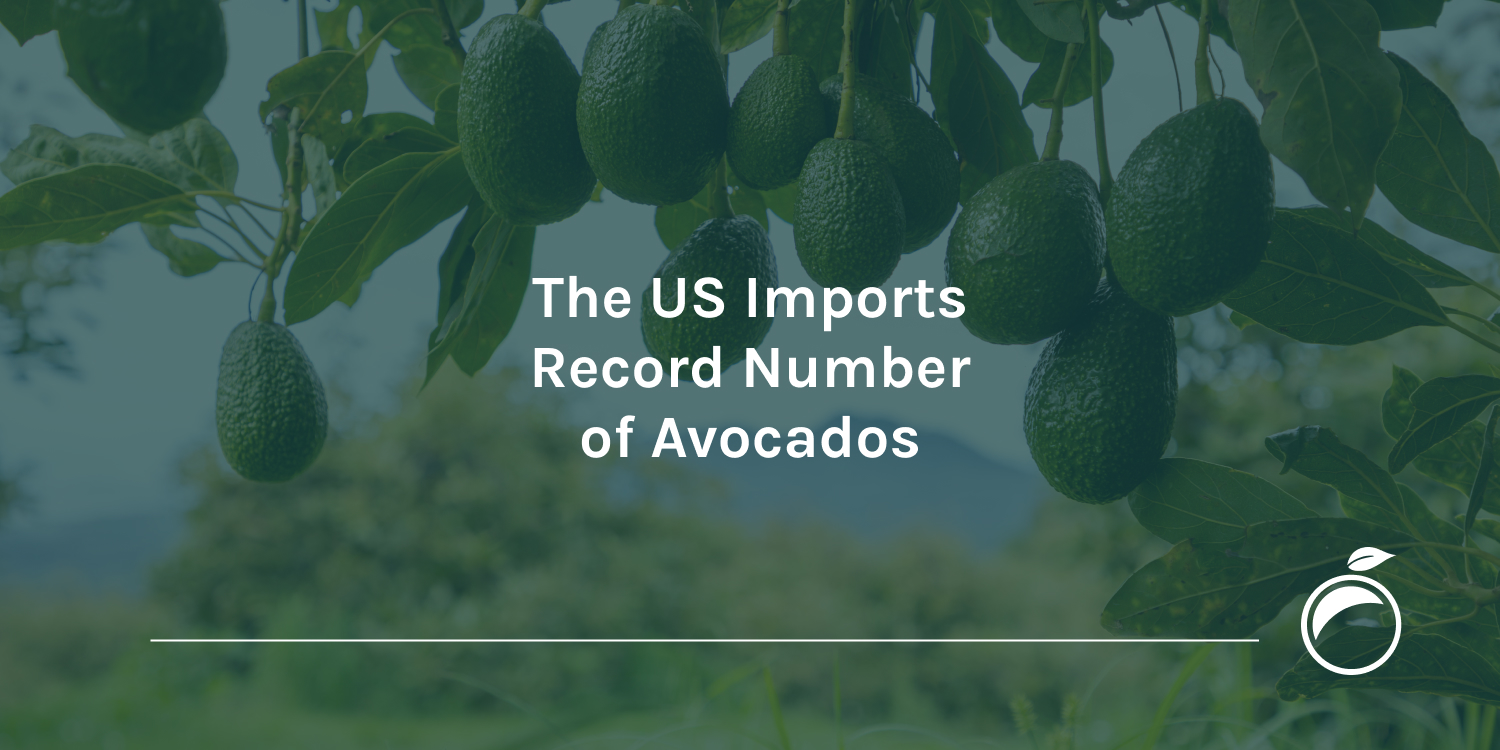 The-US-Imports-Record-Number-of-Avocados_Header