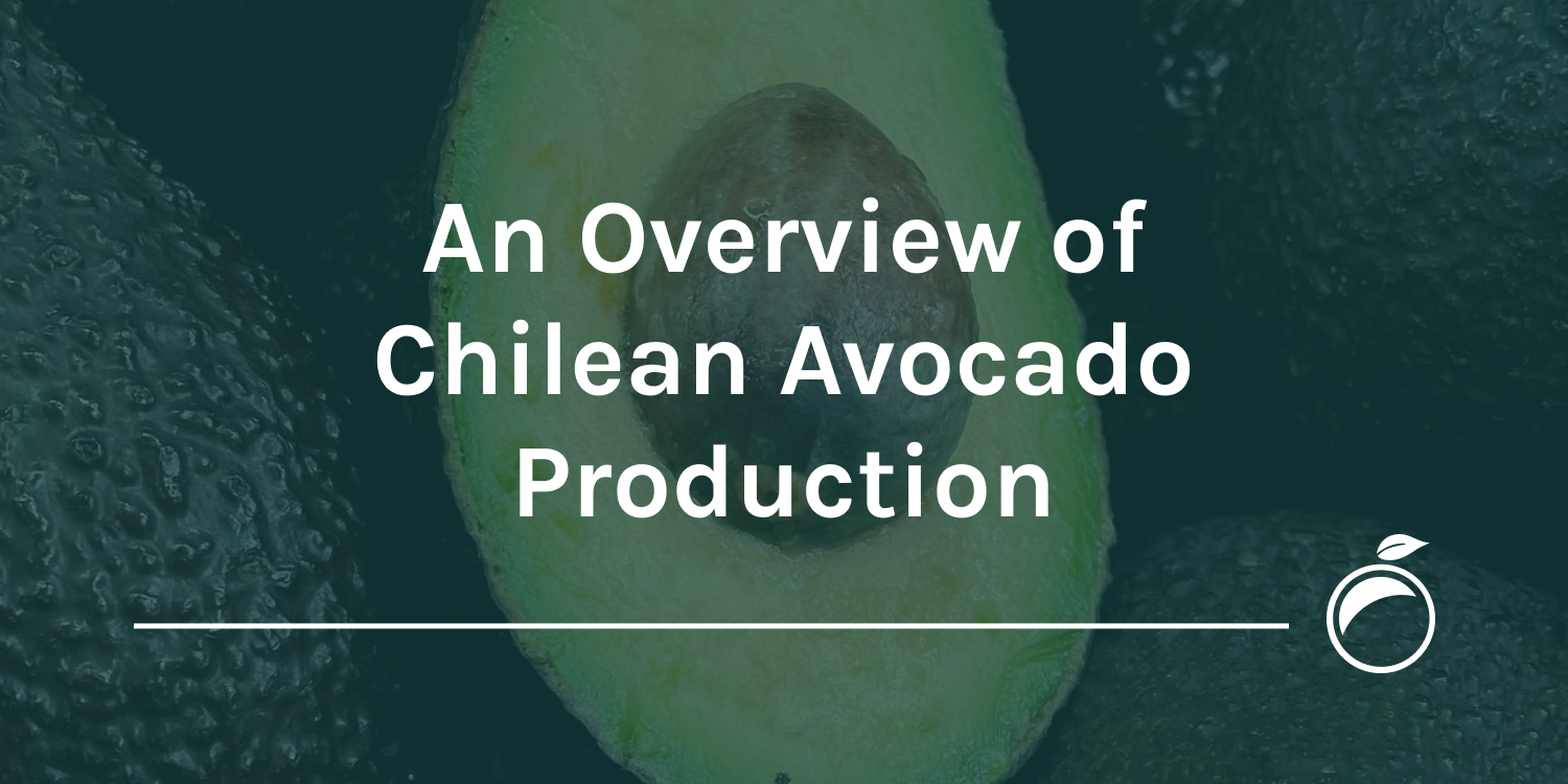 chilean-avocado