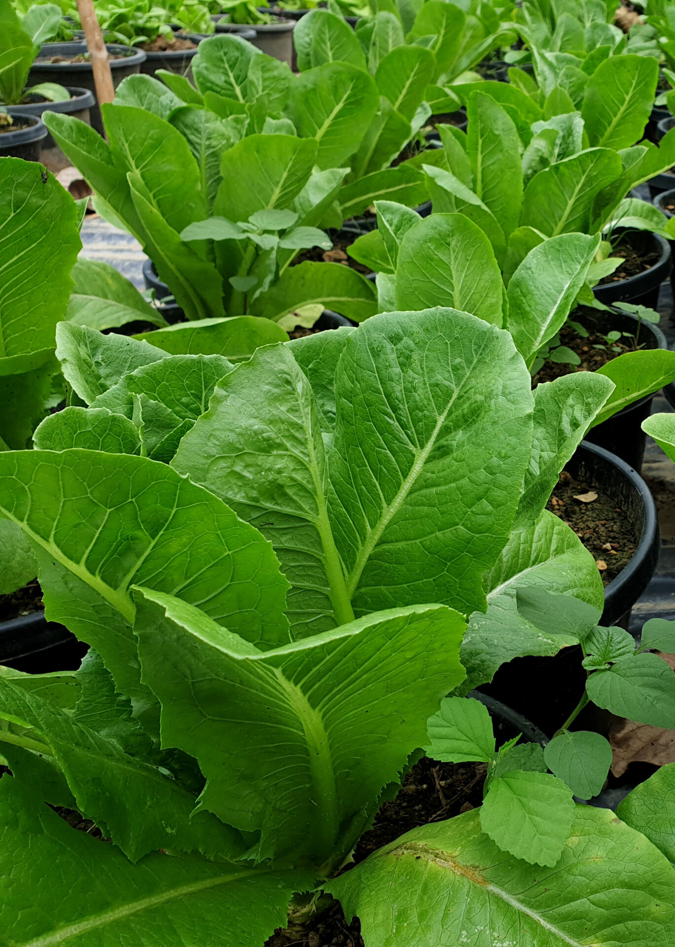 fresh-organic-green-cos-lettuce