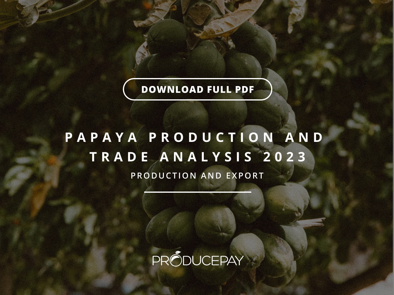 papaya-en-LP