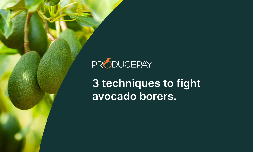 techniques-to-fight-avocado
