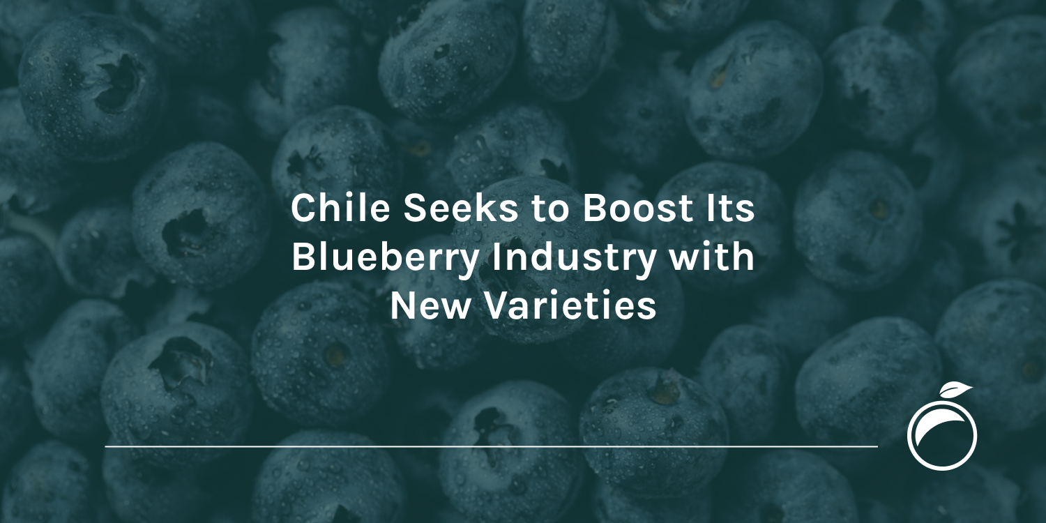Chile Seeks to Boost Its Blueberry Industry with New Varieties