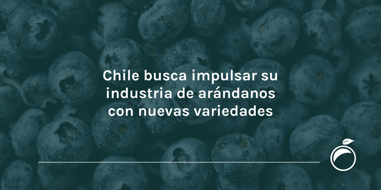 Chile busca impulsar su industria de arándanos con nuevas variedades