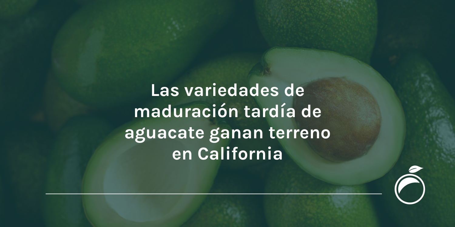 Las variedades de maduración tardía de aguacate ganan terreno en California