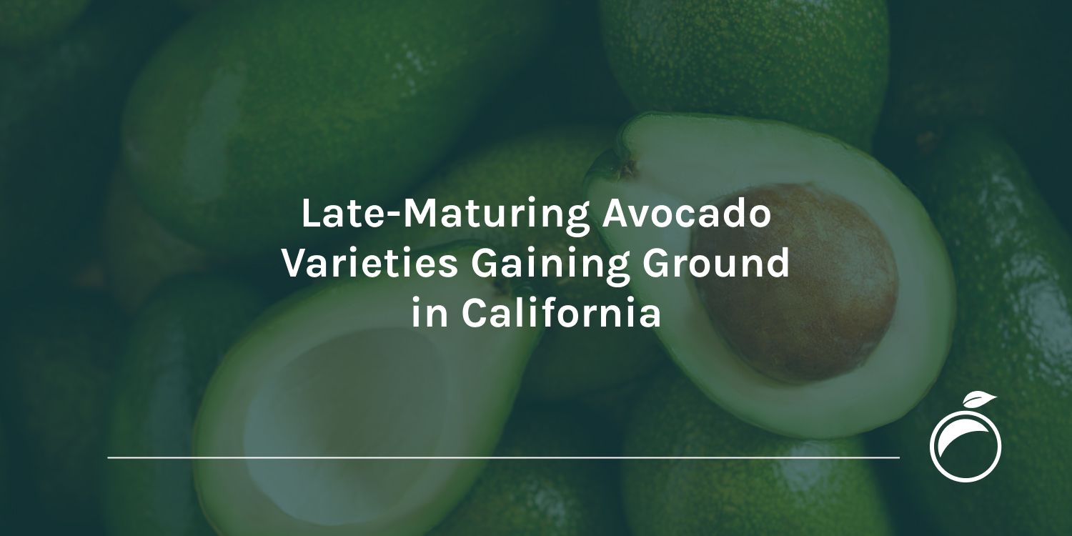 Late-Maturing Avocado Varieties Gaining Ground in California