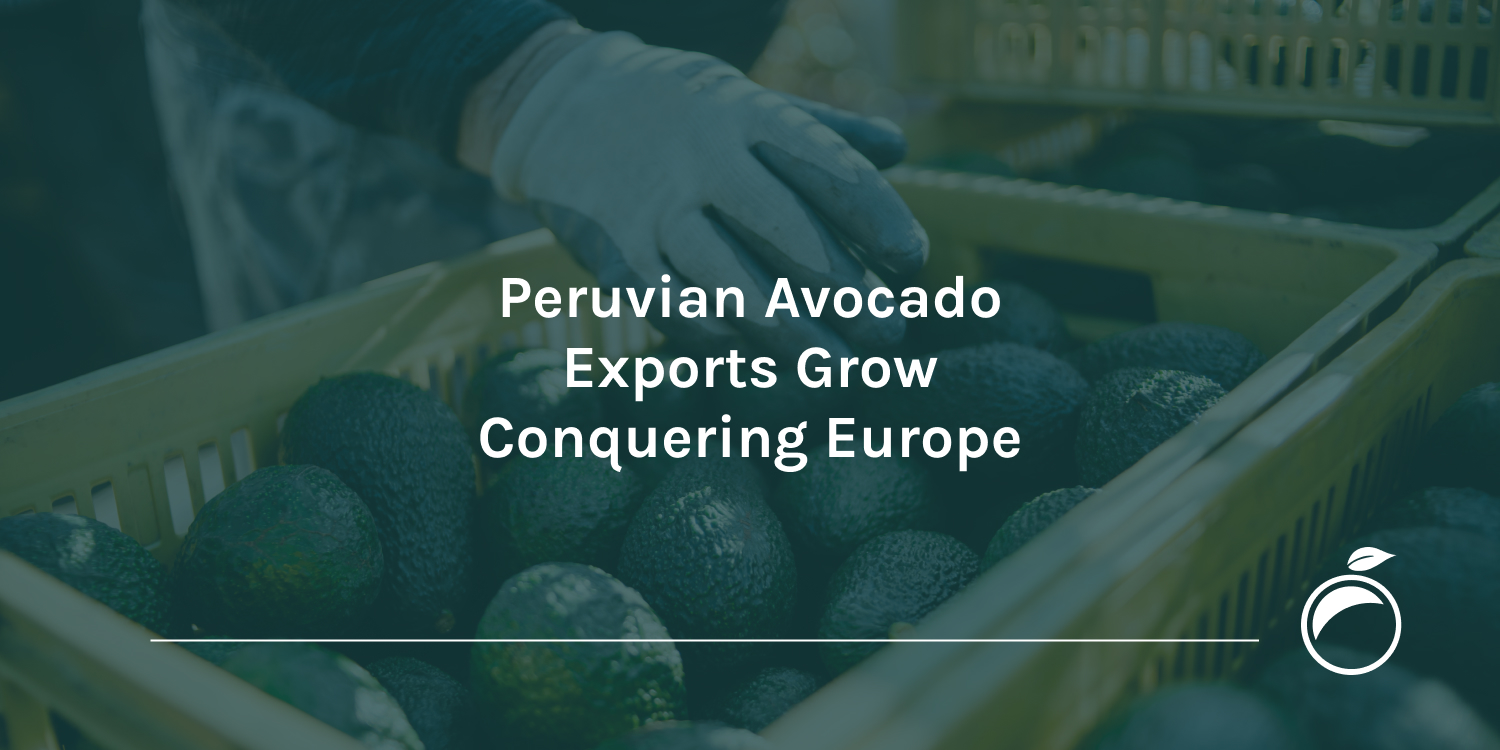 Peruvian Avocado Exports Grow Conquering Europe