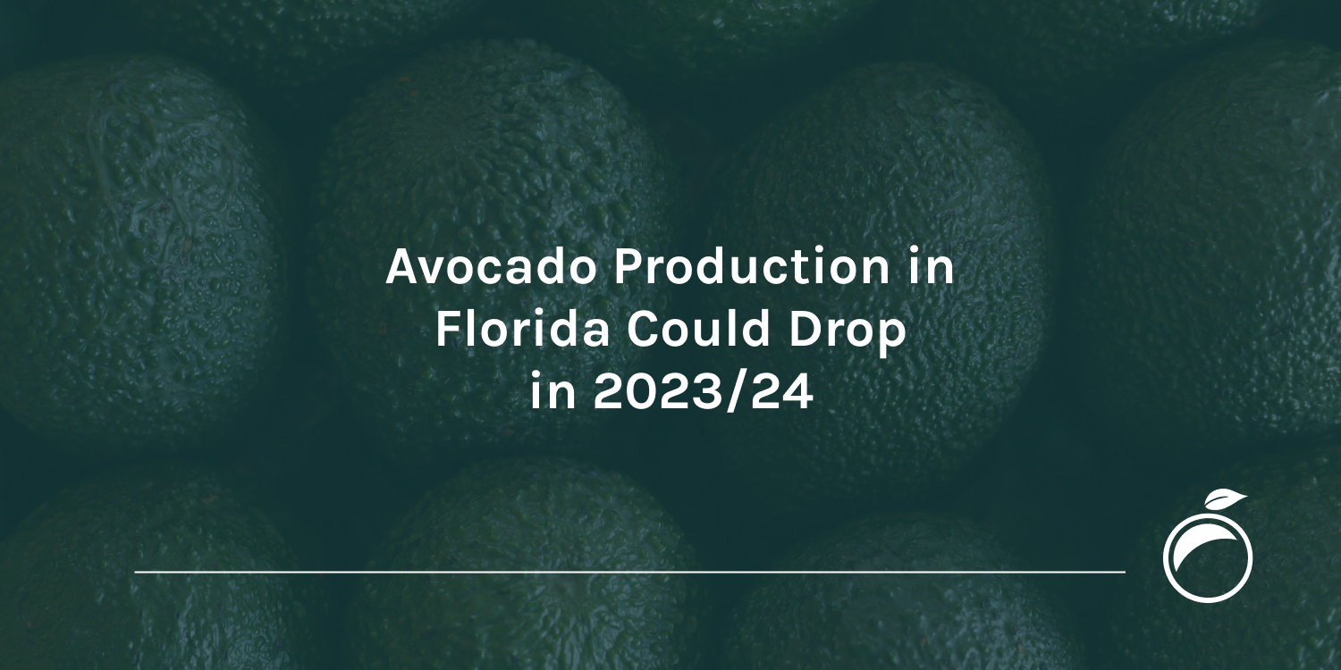 Avocado Production in Florida Could Drop in 2023-24