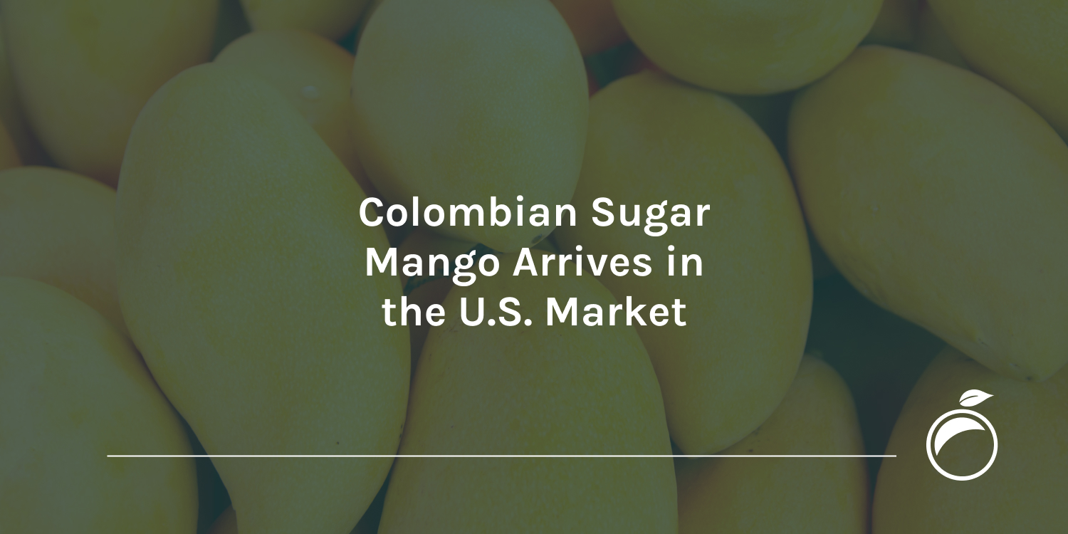 Colombian Sugar Mango Arrives in the U.S. Market