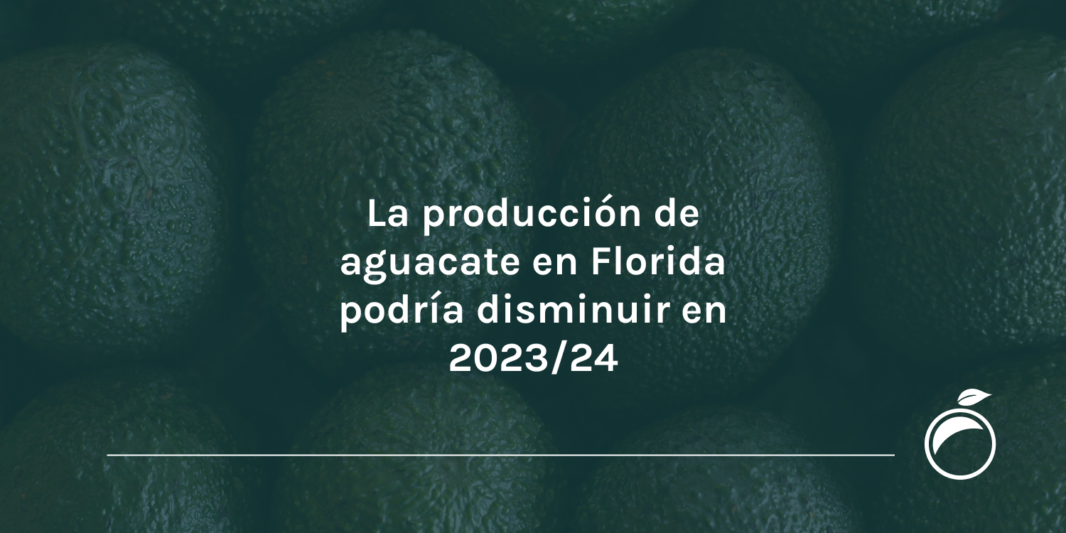 La producción de aguacate en Florida podría disminuir en 2023-24