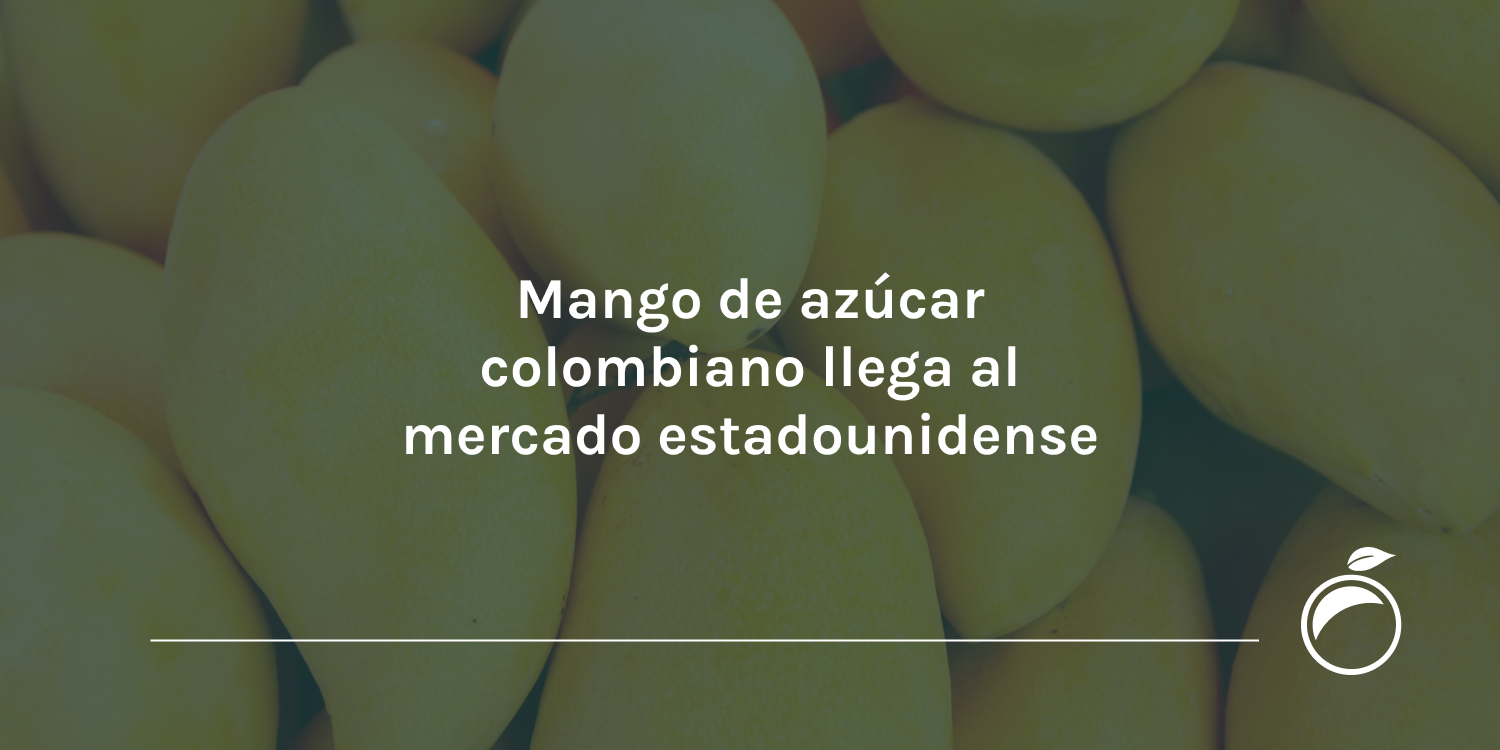 Mango de azúcar colombiano llega al mercado estadounidense