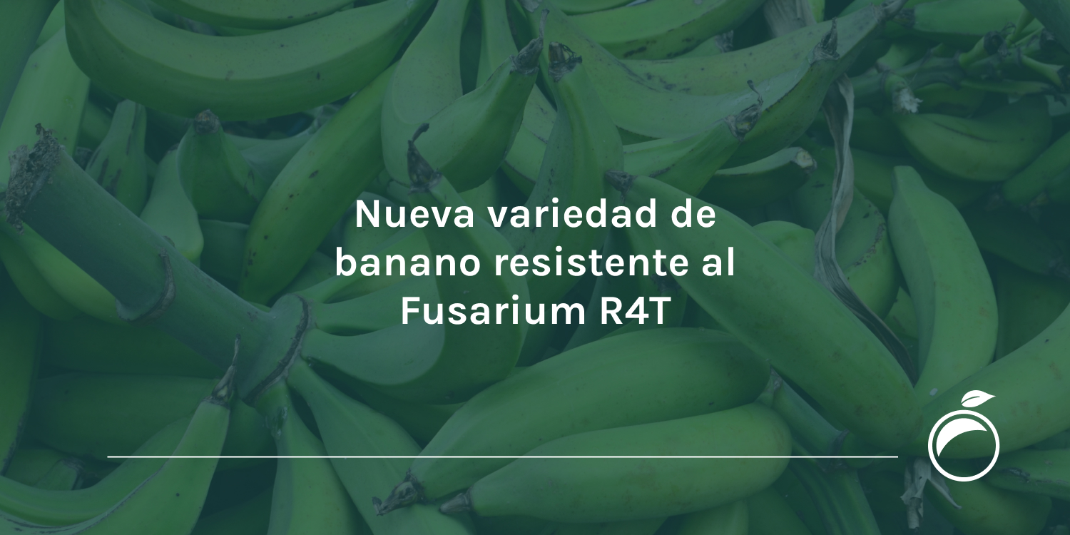 Nueva variedad de banano resistente al Fusarium R4T