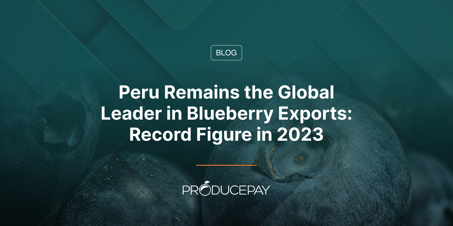 Peru Remains the Global Leader in Blueberry Exports: Record Figure in 2023