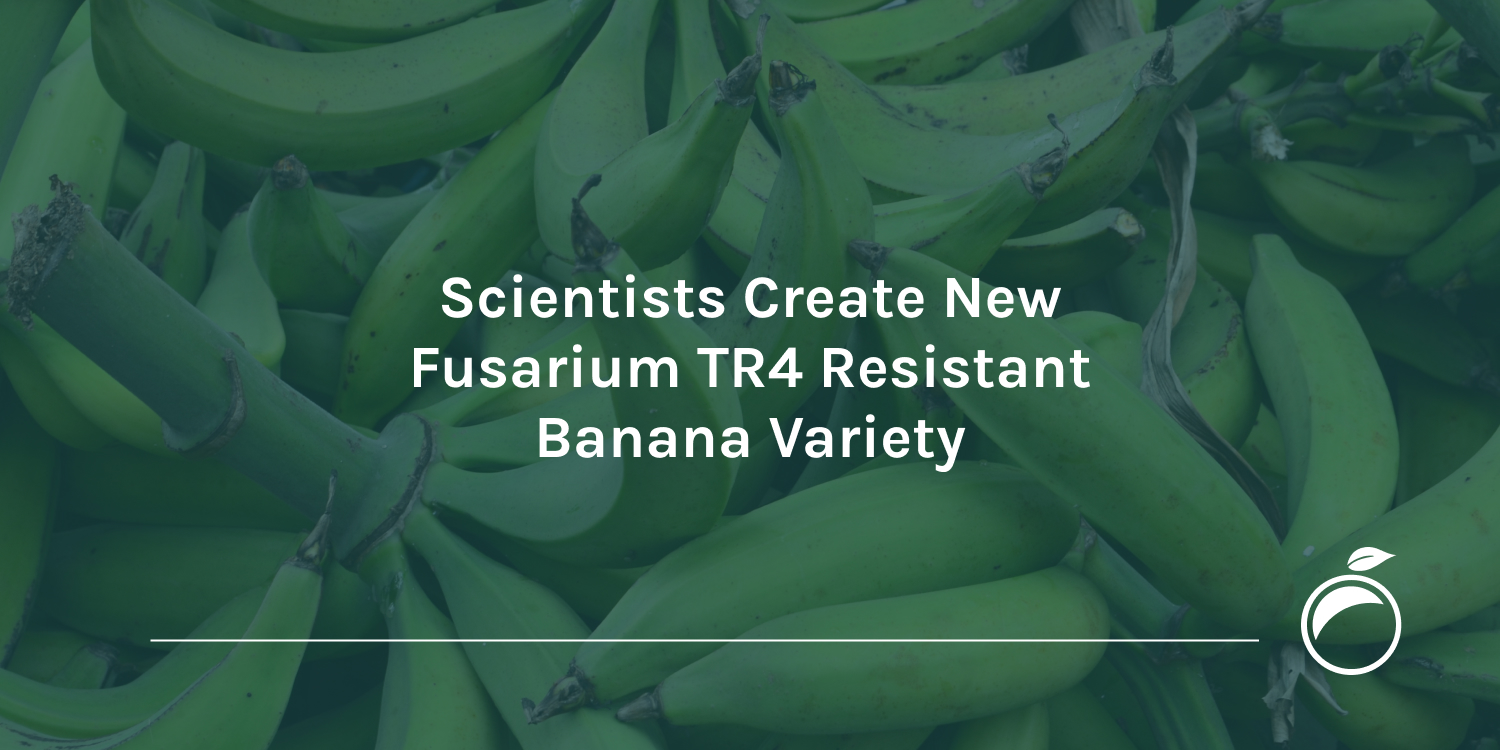 Scientists Create New Fusarium TR4 Resistant Banana Variety