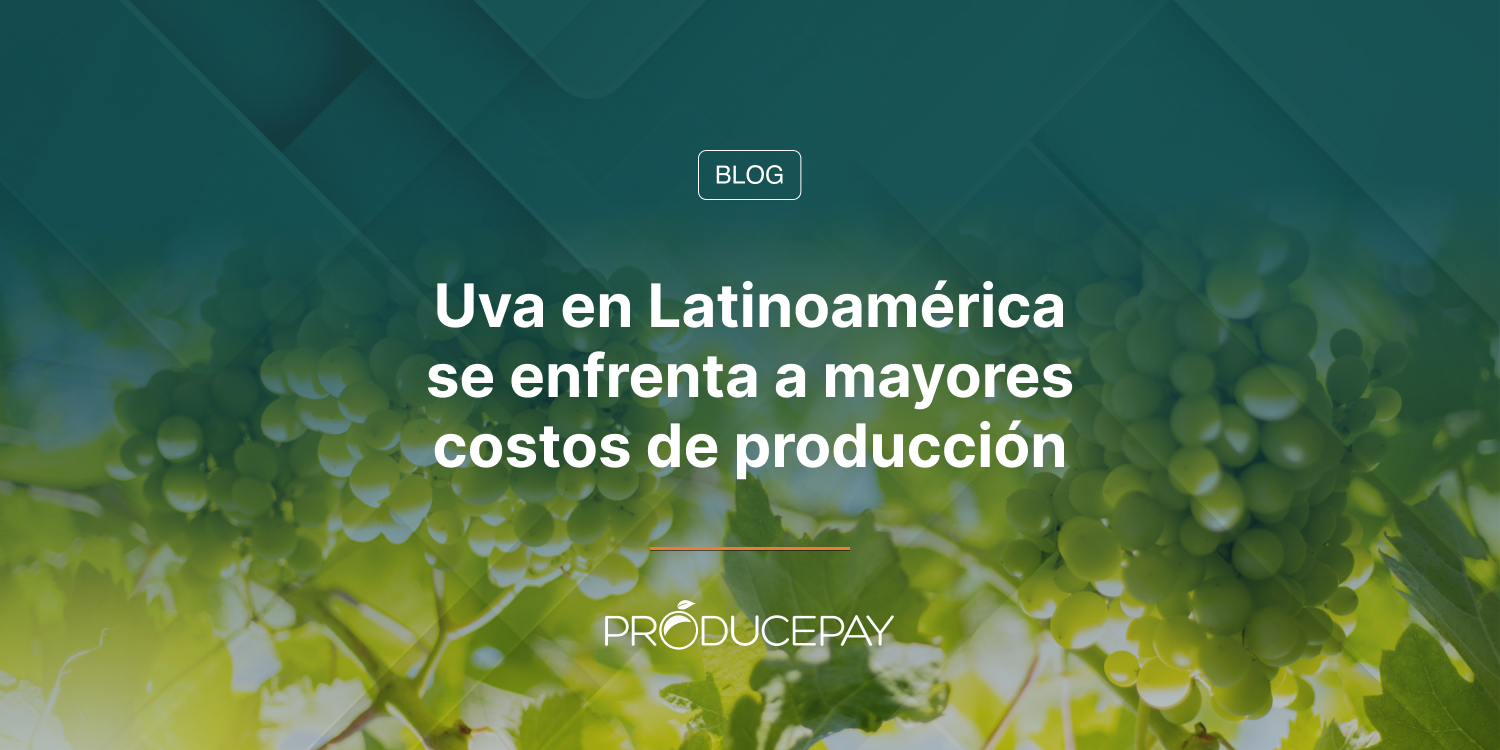 Uva en Latinoamérica se enfrenta a mayores costos de producción