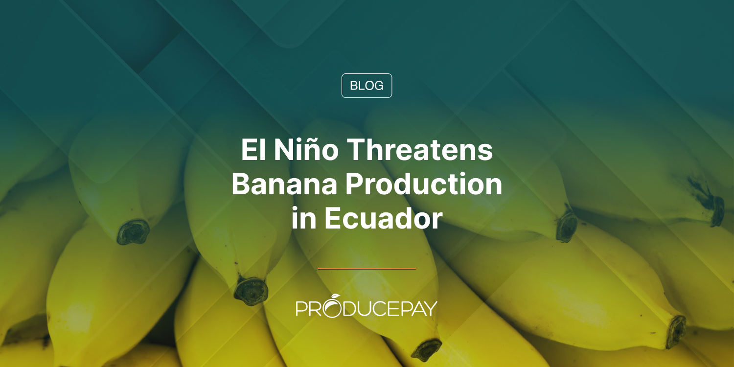 El Niño Threatens Banana Production in Ecuador