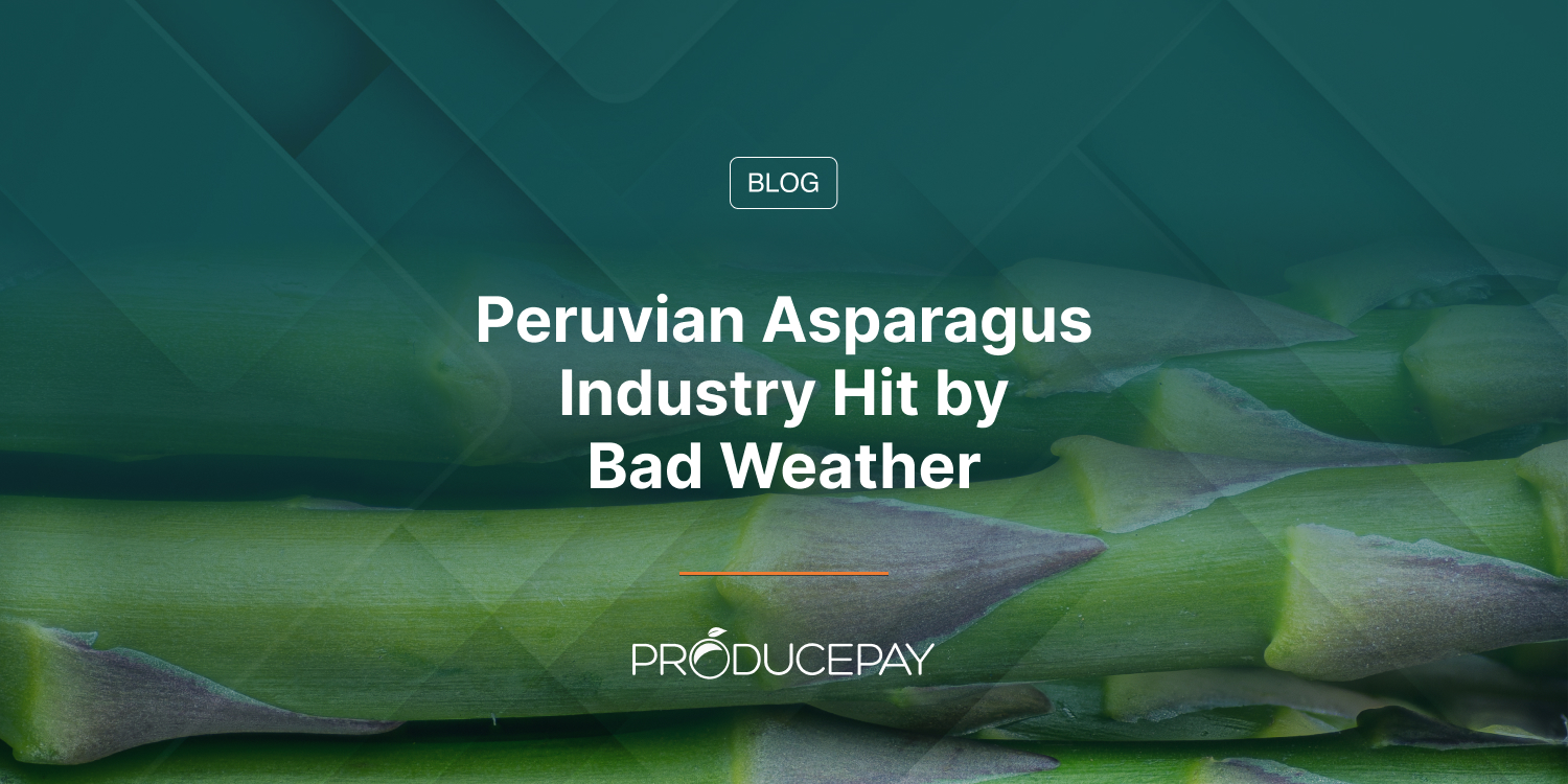 Peruvian Asparagus Industry Hit by Bad Weather