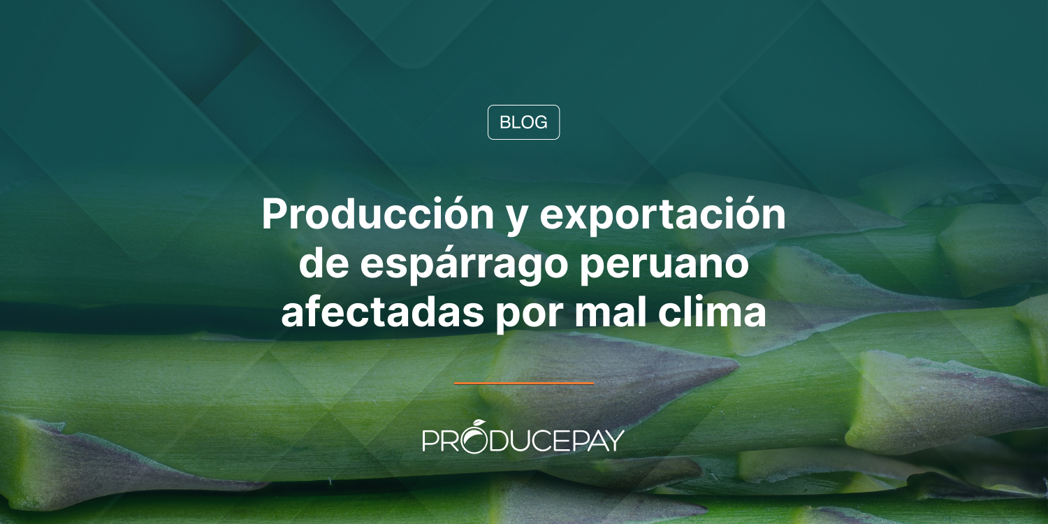 Producción y exportación de espárrago peruano afectadas por mal clima
