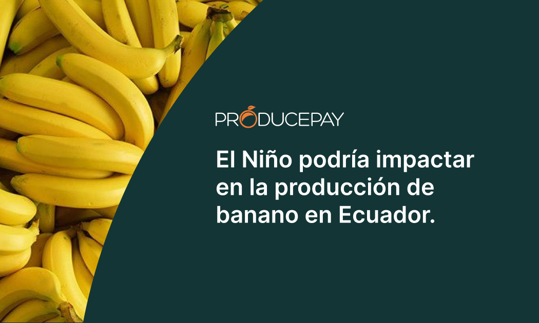 banano en ecuador