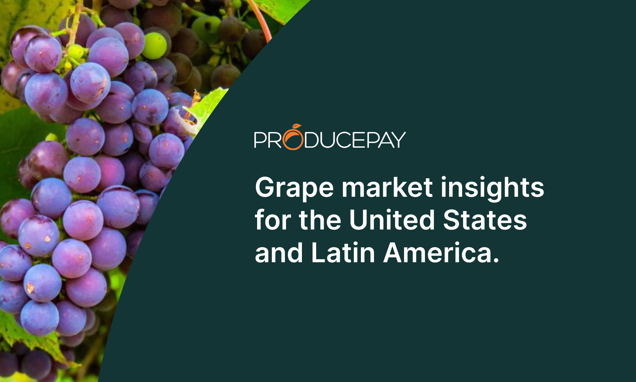 grape-market-insights