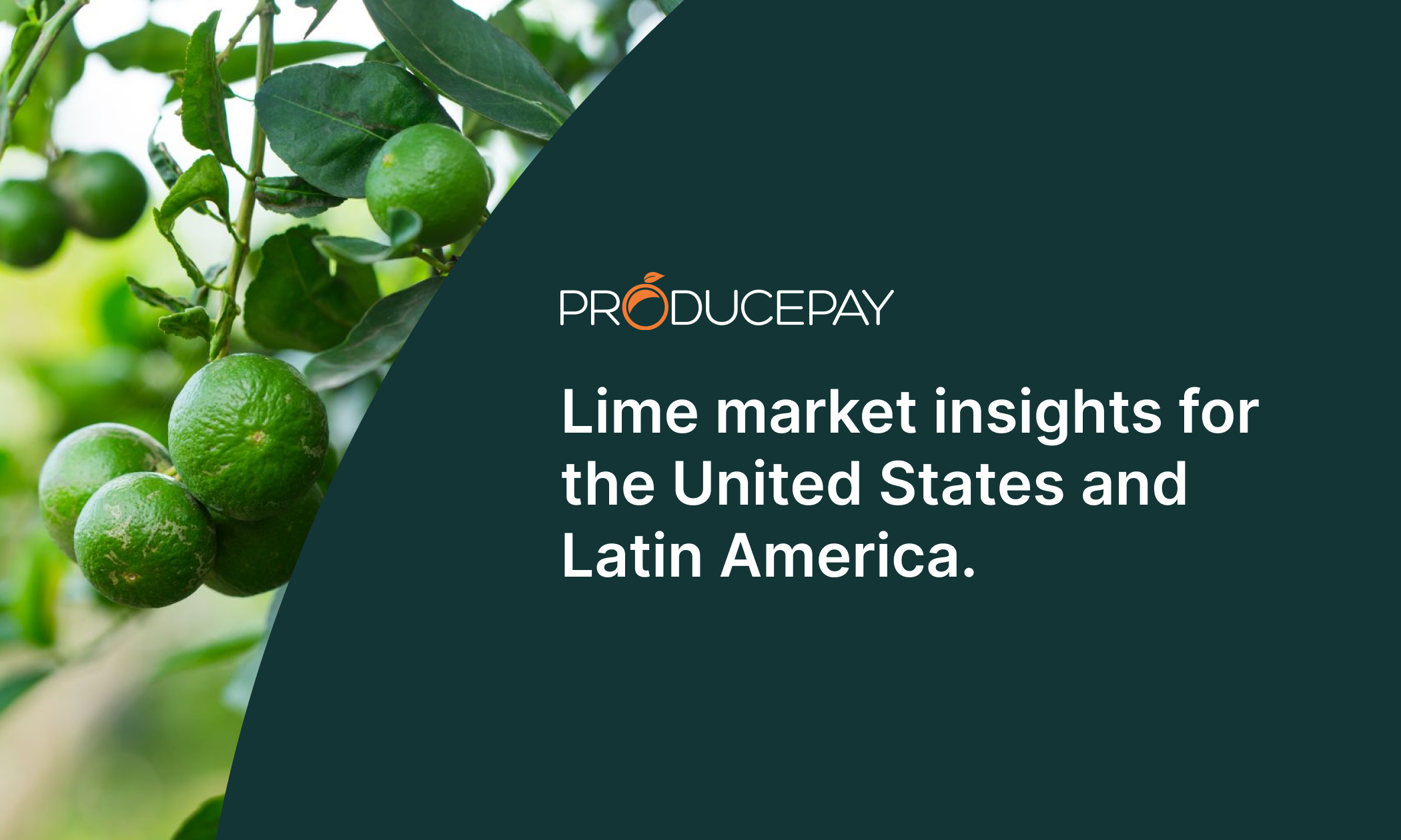 lime-market-insights