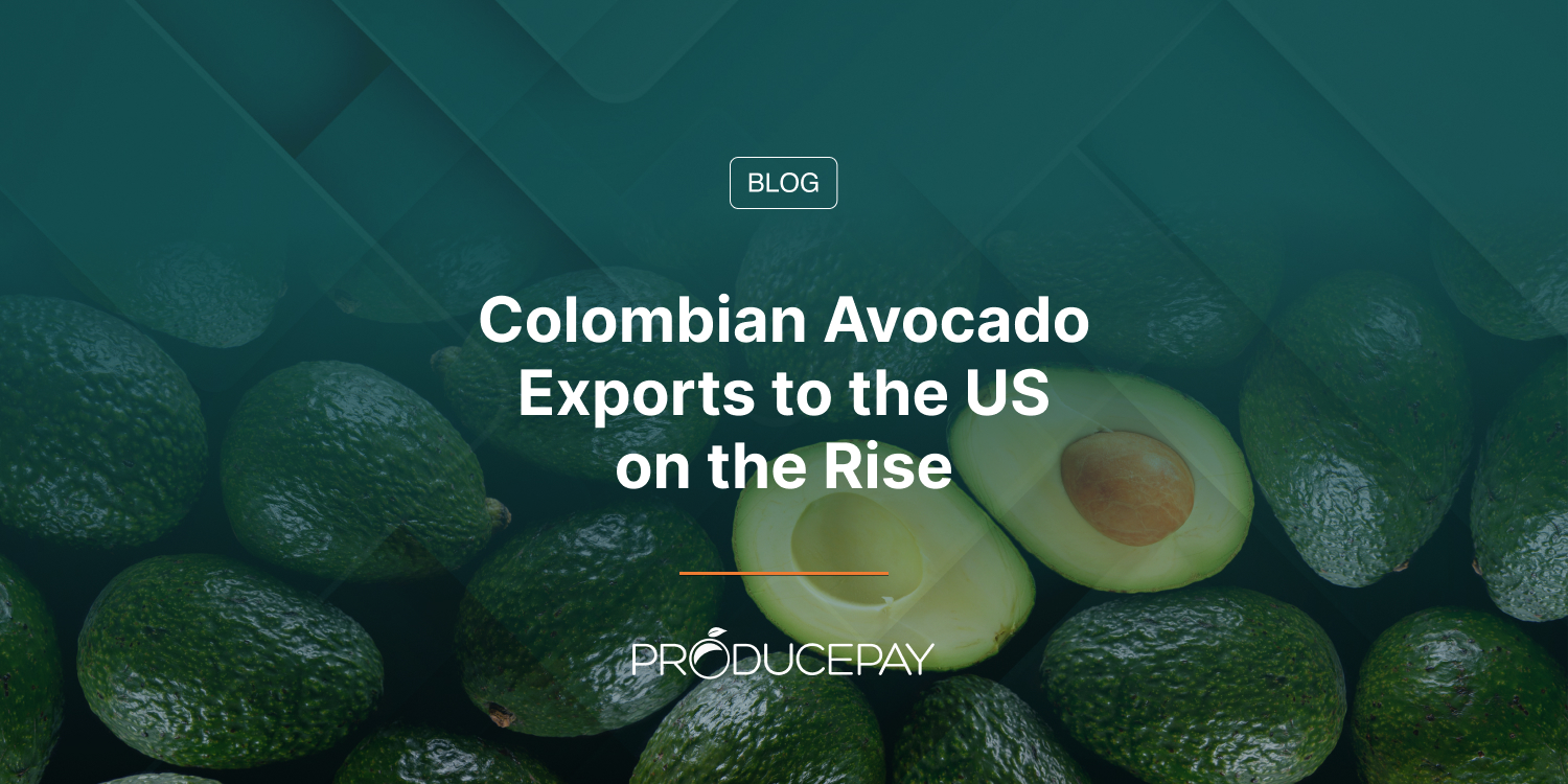 Colombian Avocado Exports to the US on the Rise