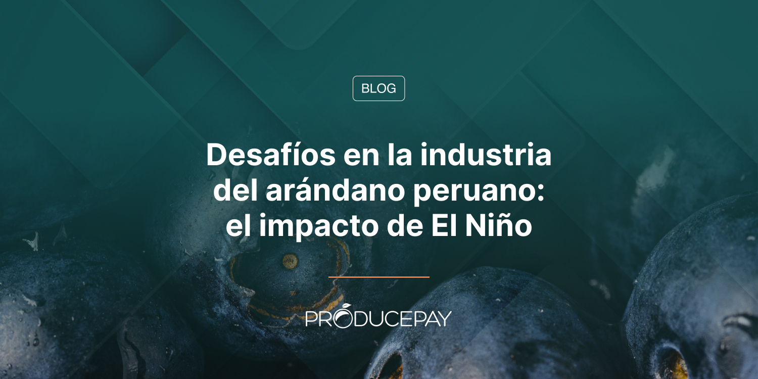 Desafíos en la industria del arándano peruano: el impacto de El Niño