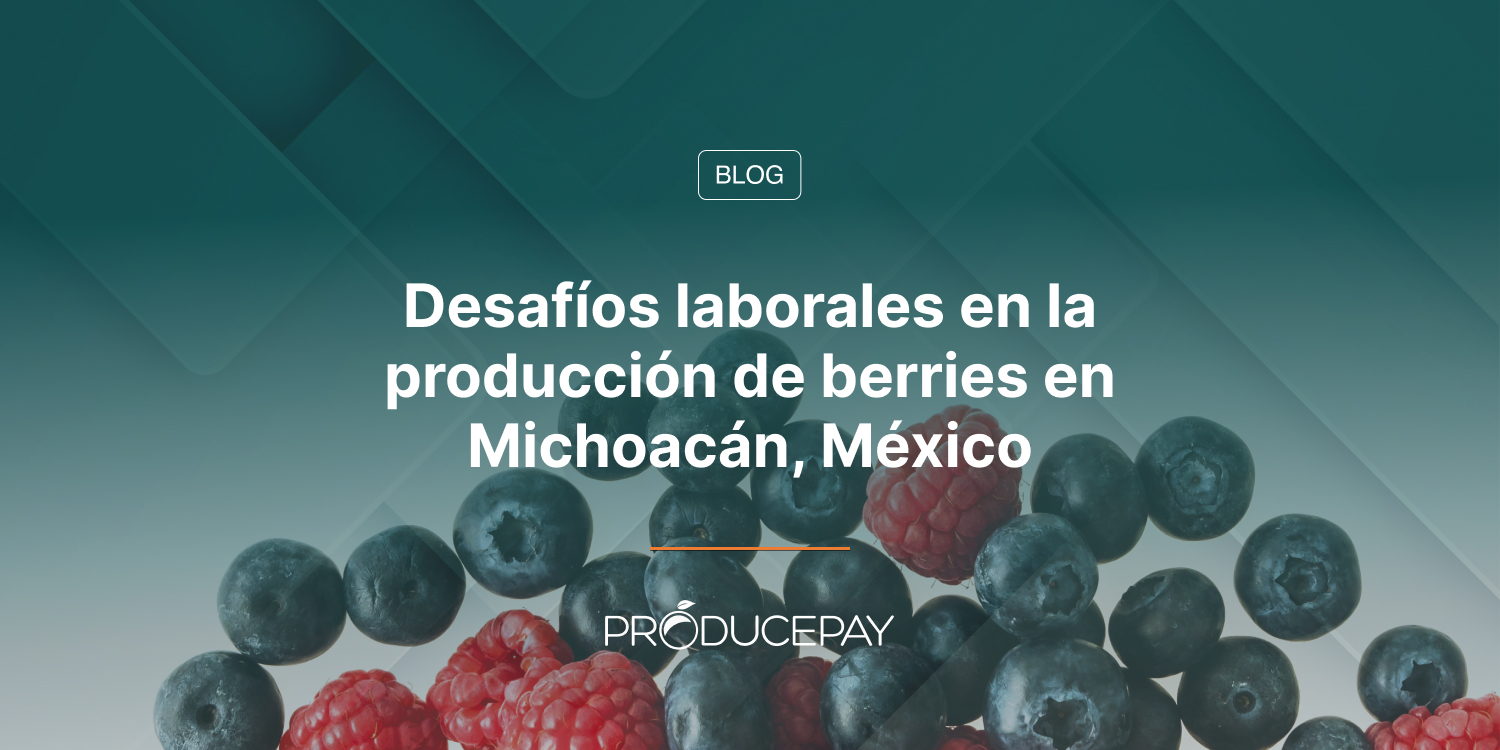 Desafíos laborales en la producción de berries en Michoacán, México