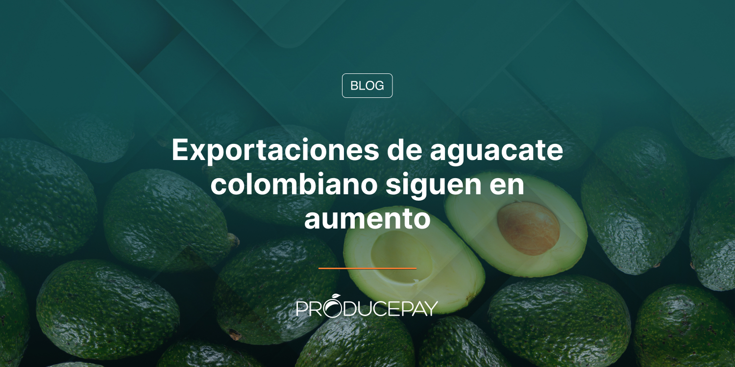 Exportaciones de aguacate colombiano siguen en aumento