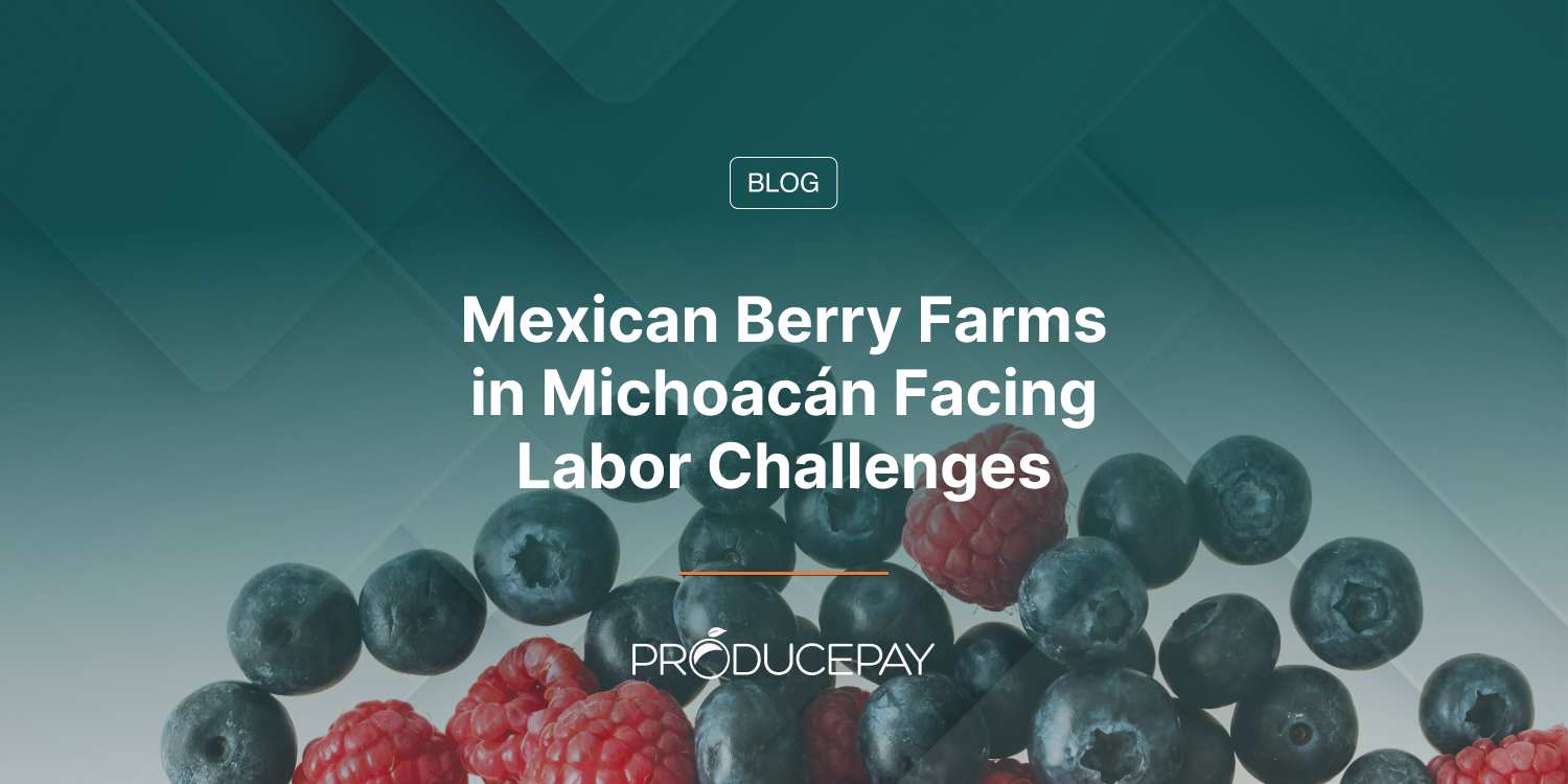Mexican Berry Farms in Michoacán Facing Labor Challenges